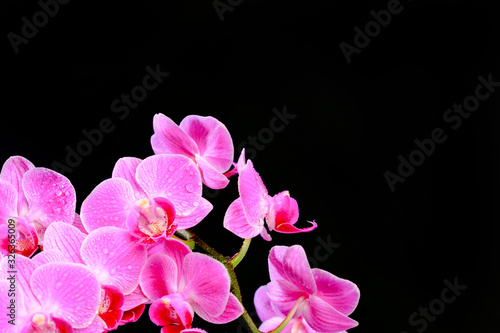 Fototapeta Naklejka Na Ścianę i Meble -  Pink orchid close up view on black background. - Image