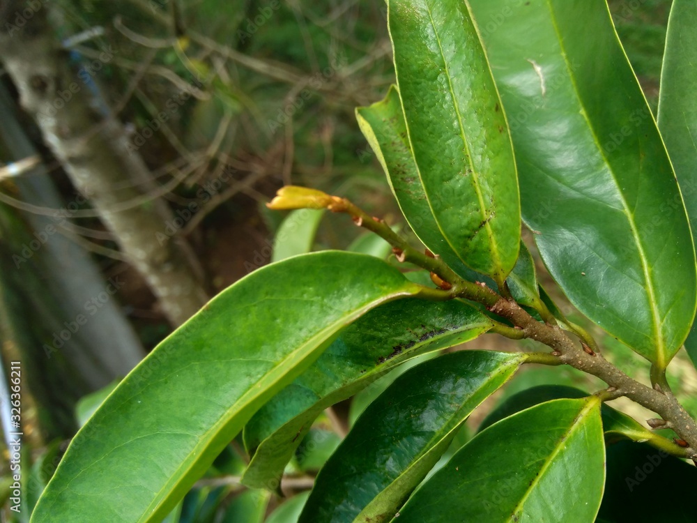 Young green soursop laves or Prickly Custard Apple. (Annona muricata L.) Plant for Treatment of carcinoma. Young green soursop laves or Prickly Custard Apple. (Annona muricata L.) Plant for Treatment of carcinoma.