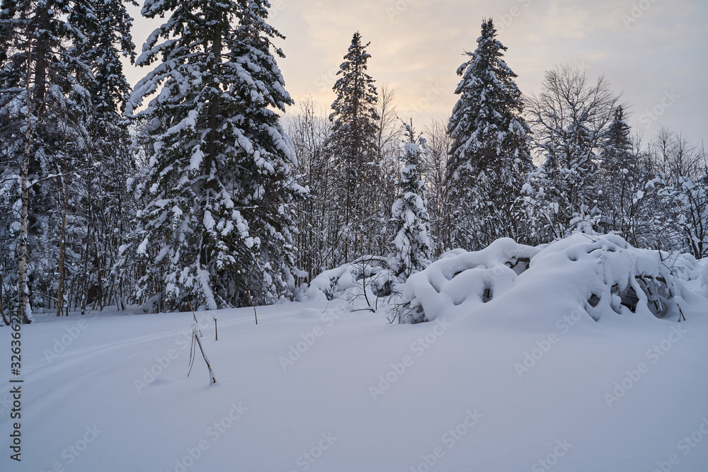 Fairy-tale forest with snow-covered Christmas trees in the sunlight. Frosty day at the ski resort. Explore the beauty of the earth. Creative toning effect.