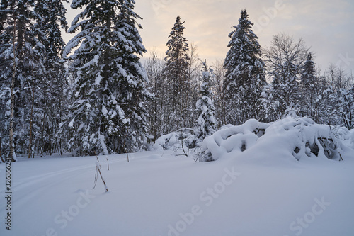 Fairy-tale forest with snow-covered Christmas trees in the sunlight. Frosty day at the ski resort. Explore the beauty of the earth. Creative toning effect. © nikolay_alekhin