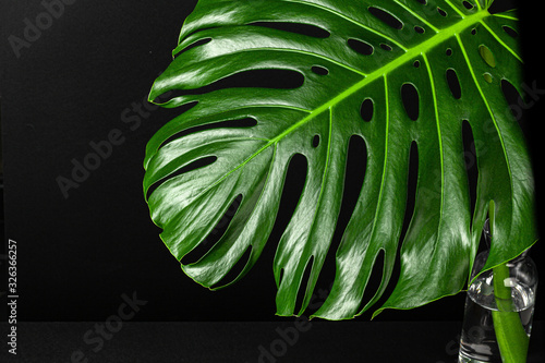 Close up of a monstera leaf on dark black background. Object