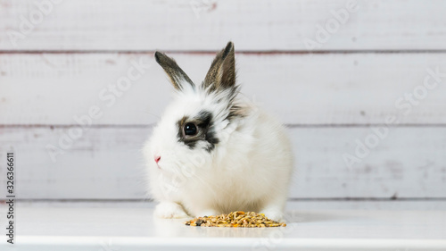 Close-up of cute white bunny is eating dry rodent food mix on wooden background. Balanced feed with cereals, seeds, peas, dried vegetables.