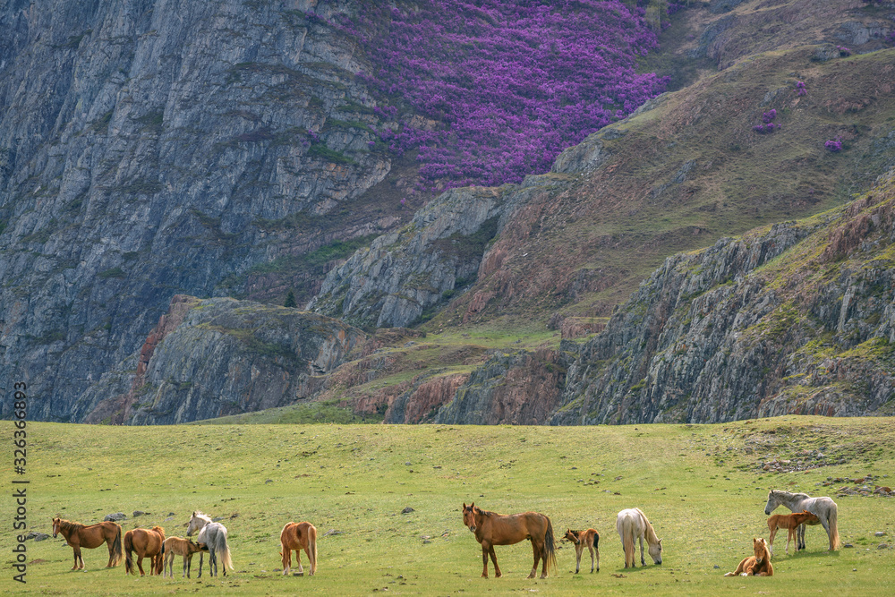 mountains horses herd graze spring mountains horses herd graze spring