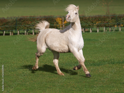 Welsh Stallion At Liberty