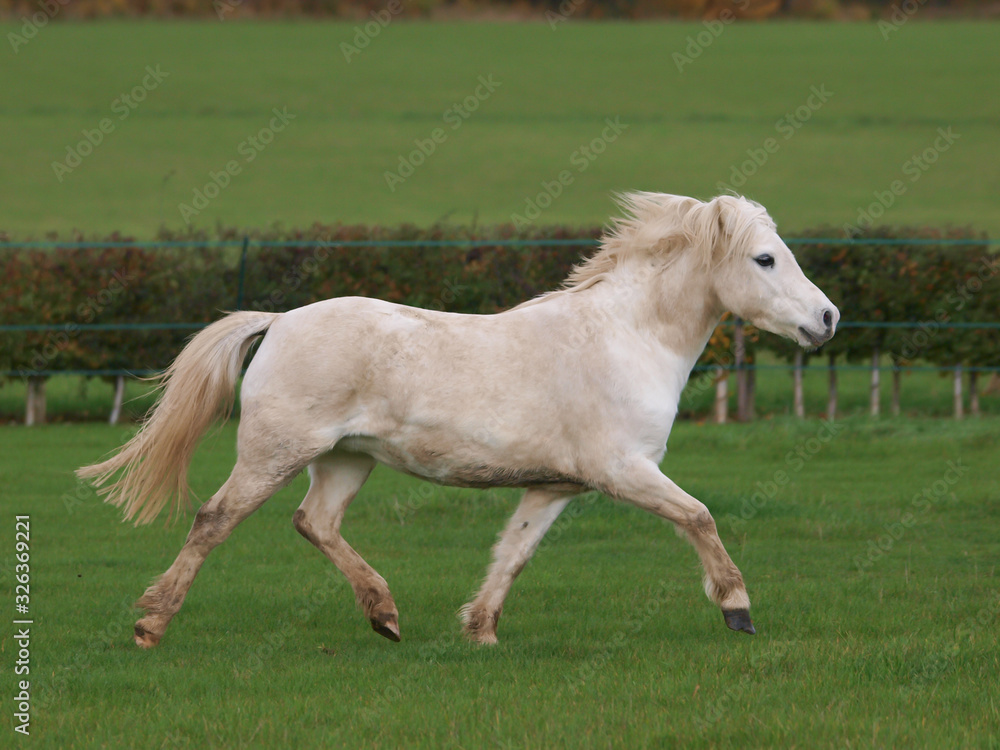 Obraz premium Welsh Stallion At Liberty
