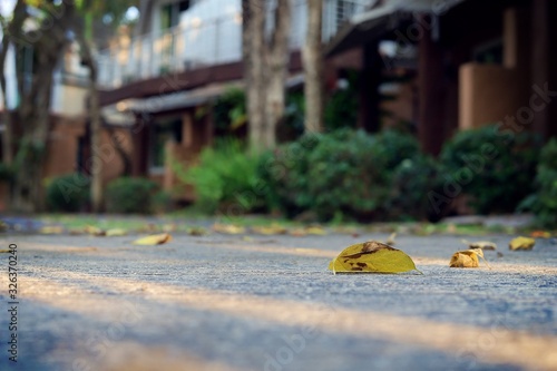 Dry leaf on the road amidst...