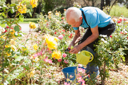 Man cutting with scissors roses bushes