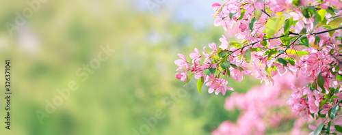 Pink flowers in spring garden. blooming cherry flowers  nature background. spring season concept. banner. copy space