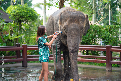 A young smiling woman in bright clothes washes an elephant, watering it with a hose. Rear view. In the background, Park vegetation photo