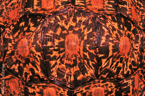 Schildkröten Panzer Pattern orange 7063