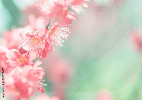 やわらかな光　紅梅