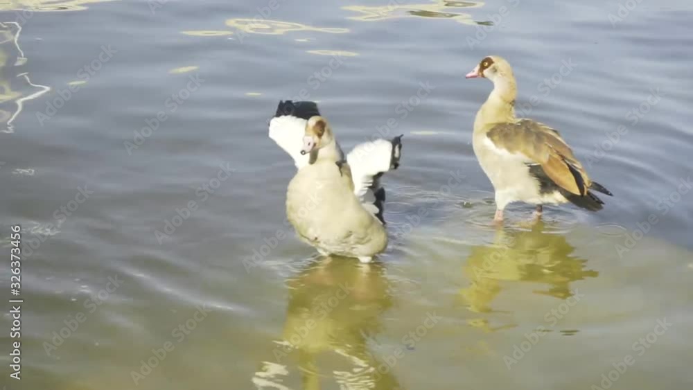 Close up view of duck flapping its wings in a lake Concept of animals and nature Close up view of duck flapping its wings in a lake Concept of animals and nature