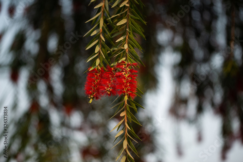 Flower Callistemon on background bokeh, Bottlebrushes photo