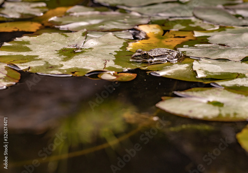 Rana en el estanque.