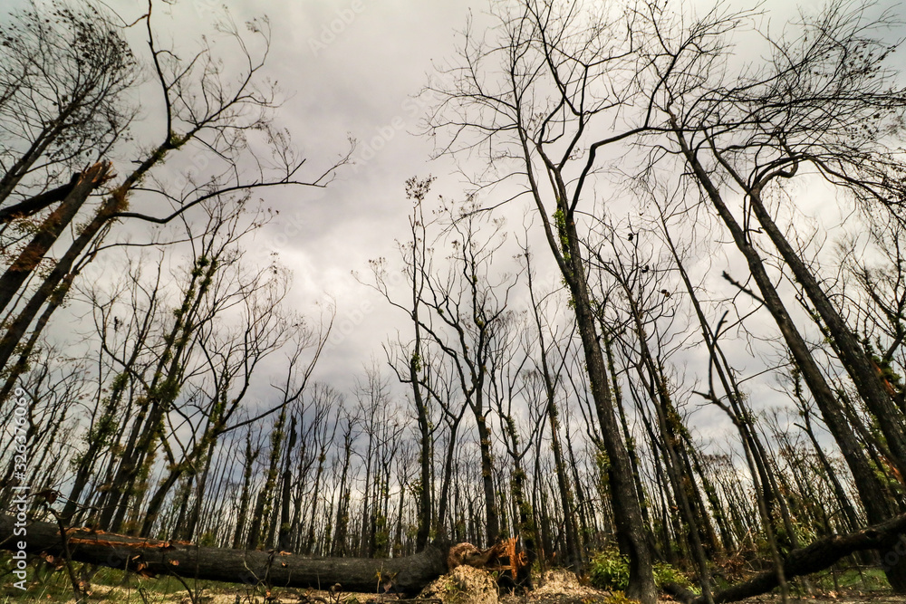 Obraz premium Eerie forest - burnt 