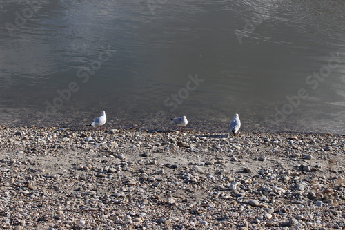 Wallpaper Mural möve in gruppe sonniger tag Torontodigital.ca