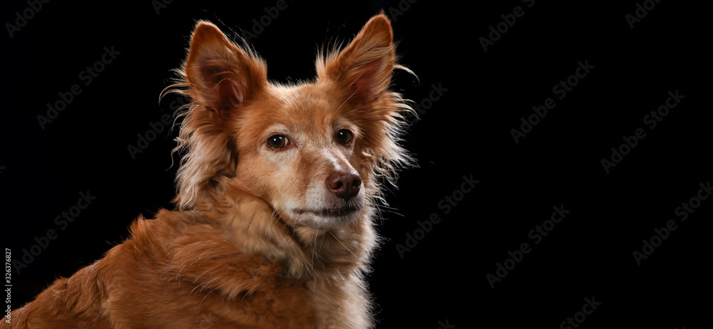 Fototapeta premium Dog portrait on a wooden plank before a black background