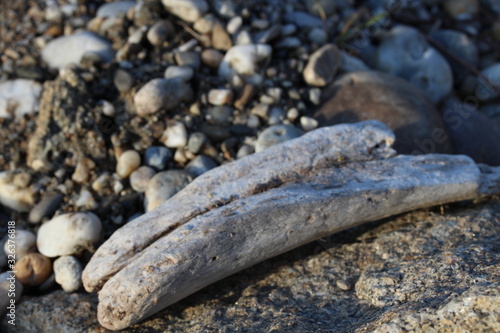 schwemmholz kieselstrand nahaufnahme