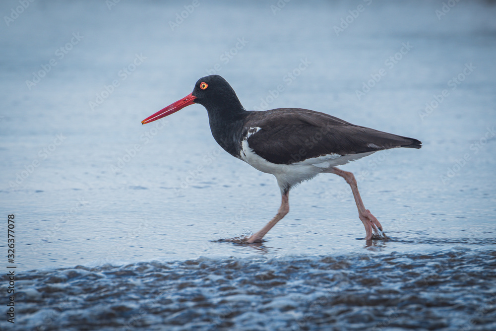 American oystercatcher in shallow water on beach American oystercatcher in shallow water on beach