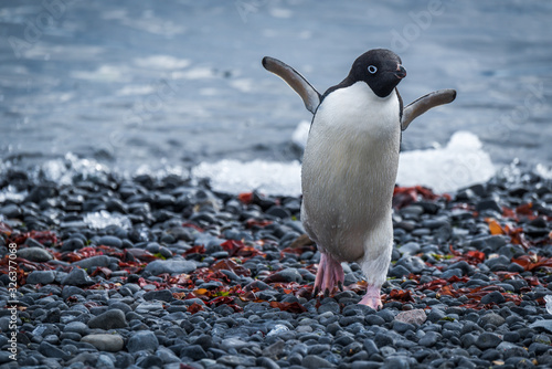 Photos Adelie penguin running up shingle from sea