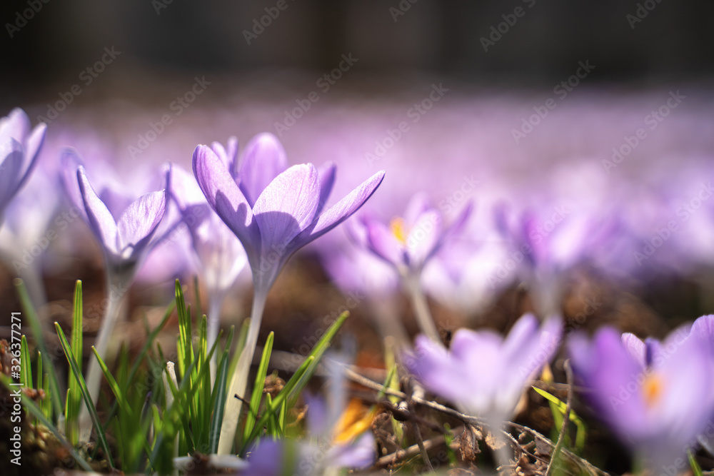 Close up blooming crocus flowers in the park. Spring landscape. Beauty in nature Close up blooming crocus flowers in the park. Spring landscape. Beauty in nature
