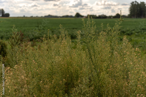 invasive soybean plants in Brazil-2.NEF