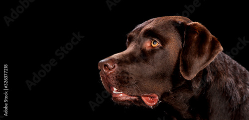 Portrait of  dog on a wooden plank before a black background