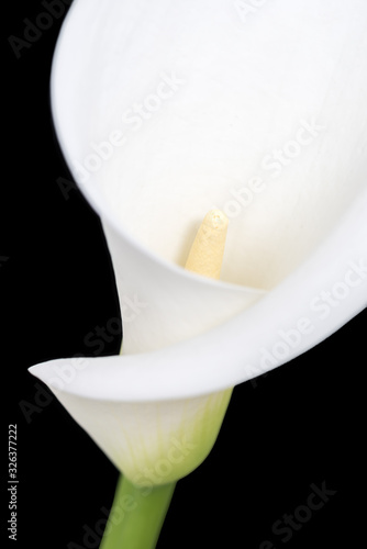 Arum lily with blurred petal and stem