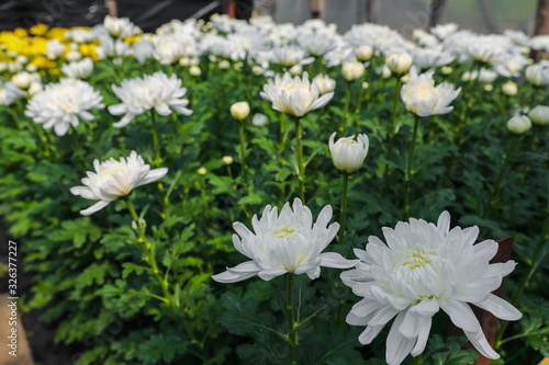 Blooming white and yellow chrysanthemums in a greenhouse