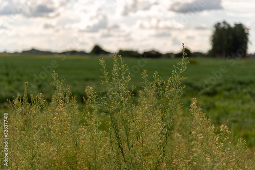 invasive soybean plants in Brazil-2.NEF photo