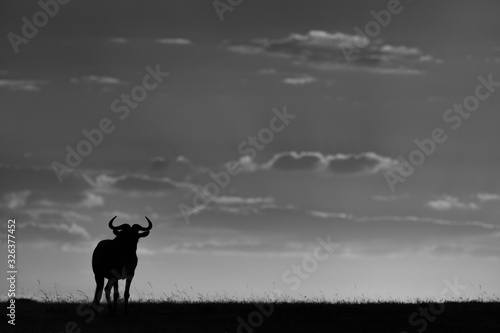 Mono blue wildebeest on horizon against sunset