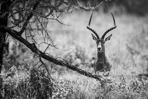 Mono impala facing camera hides behind tree photo