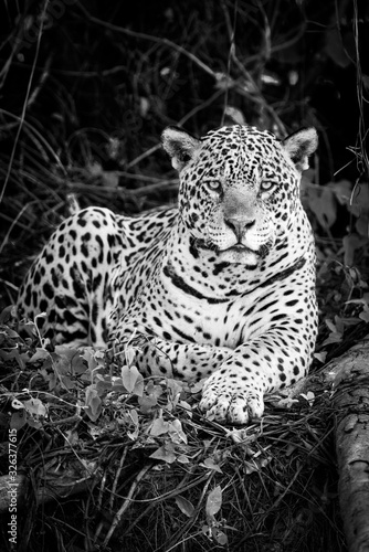 Mono jaguar lying by log in forest