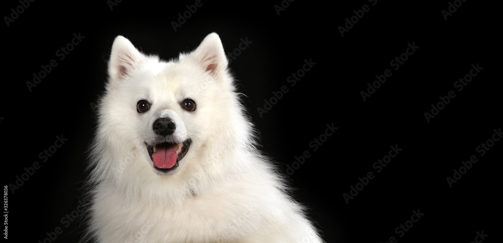 Spitz dog on a wooden plank before a black background Spitz dog on a wooden plank before a black background