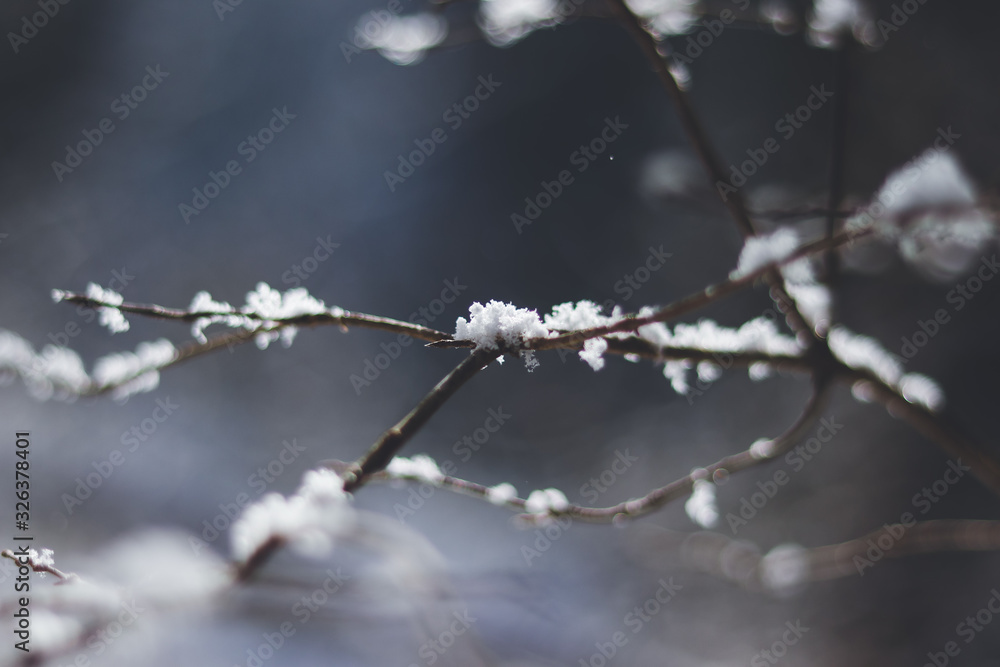 Schneebaum Schneebaum