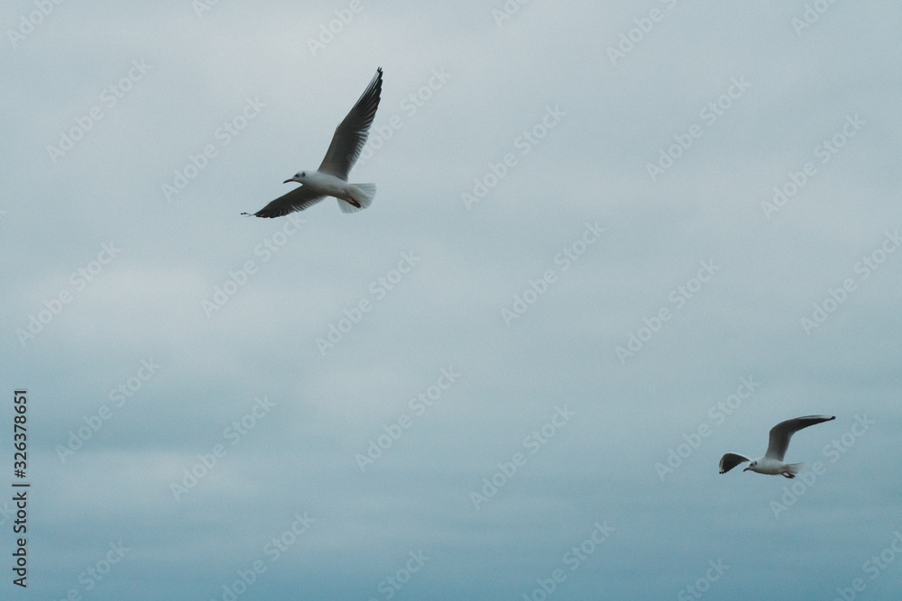 Obraz premium A seagull soars in the air above the sea