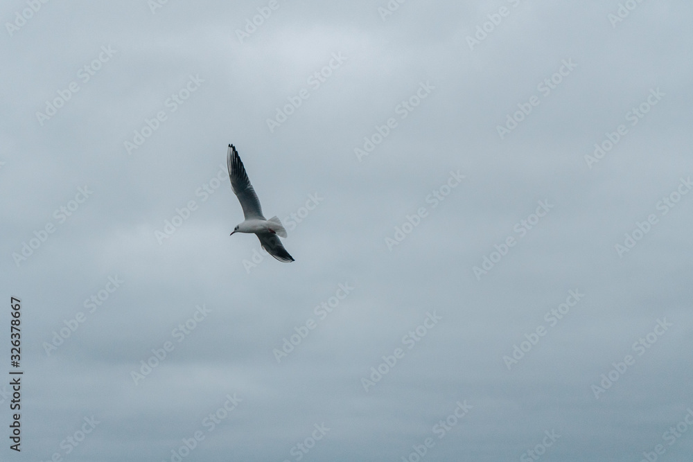 Obraz premium A seagull soars in the air above the sea