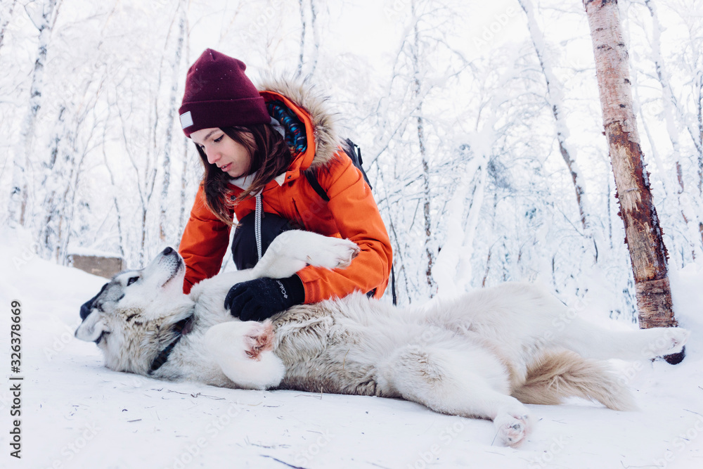 a girl in a bright orange jacket plays with a dog of a husky breed that lies on its back and enjoys petting in the snow in winter on a frosty day a girl in a bright orange jacket plays with a dog of a husky breed that lies on its back and enjoys petting in the snow in winter on a frosty day