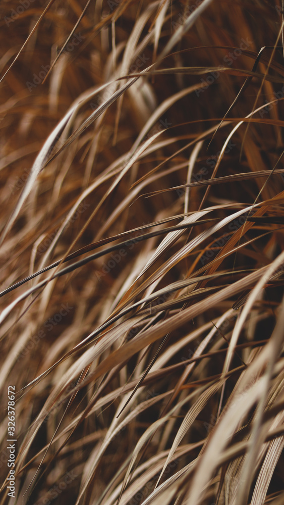 Fototapeta premium Schilfgras