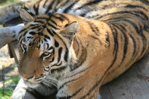 Tiger resting in Dalian China