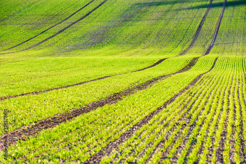 Green wheat rows and waves of the agricultural fields of South Moravia, Czech Republic. Can be used like nature background or texture