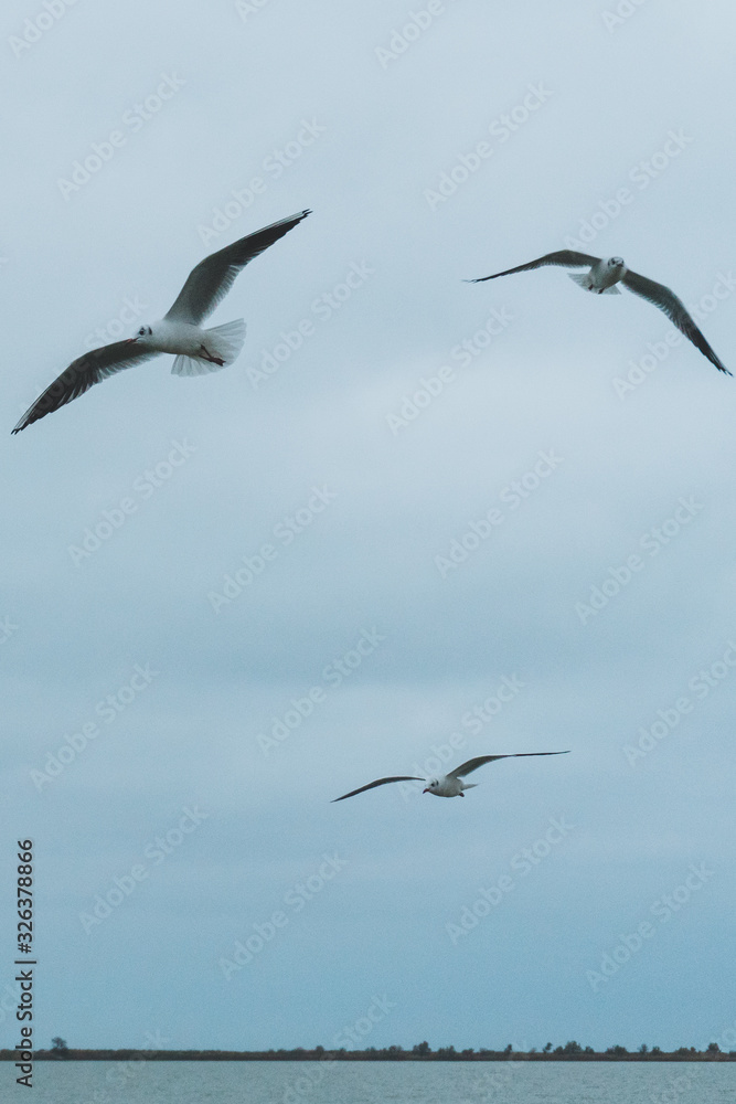 A seagull soars in the air above the sea A seagull soars in the air above the sea