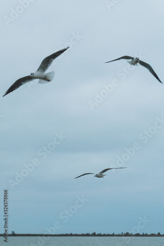 A seagull soars in the air above the sea