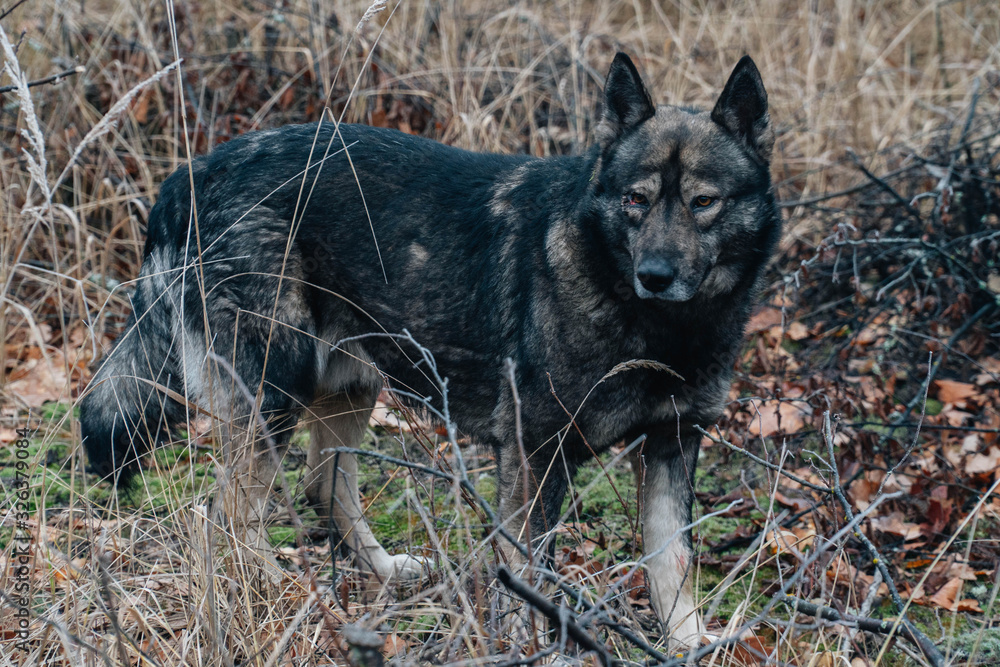 Fototapeta premium An old dog with sad eyes got lost in the forest