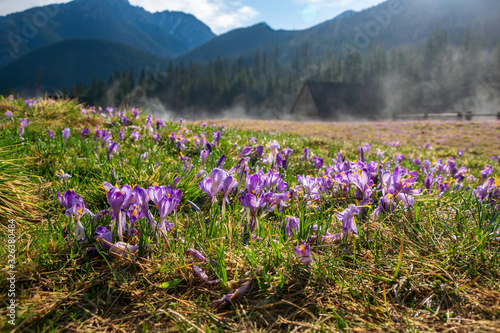 Blooming crocuses in beautiful Chocholowska Clearing, Tatra Mountains, Poland
