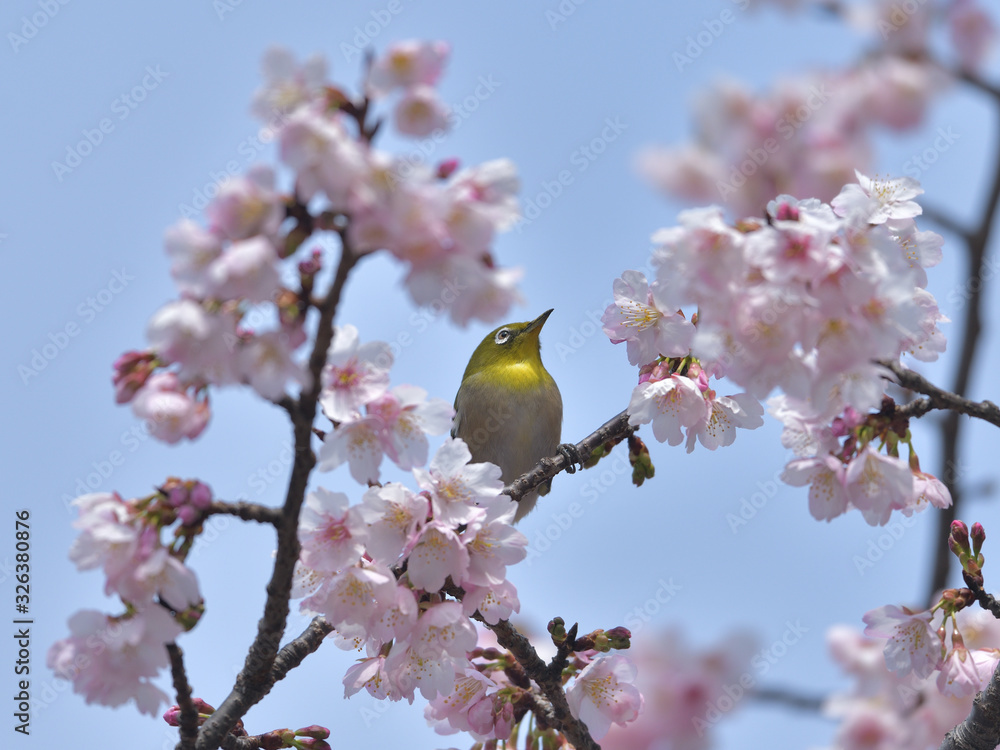 満開の大寒桜と緑色の美しい小鳥（メジロ）004