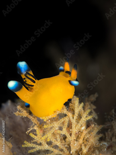 neon yellow thecacera pikachu nudibranch underwater in indonesia photo