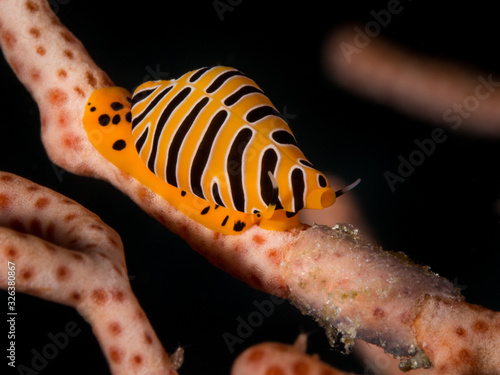 orange black tiger cowrie nudibranch underwater in indonesia