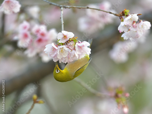 満開の大寒桜と緑色の美しい小鳥（メジロ）010 photo