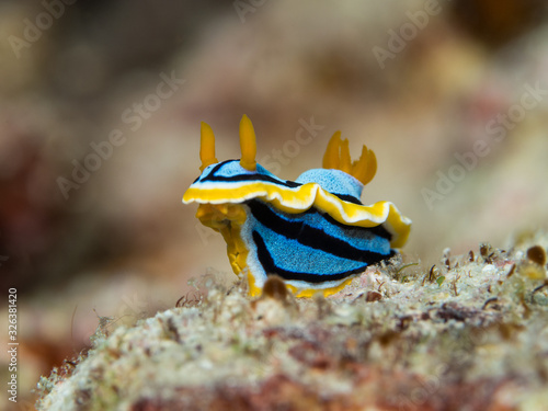 blue yellow black nudibranch underwater in indonesia photo